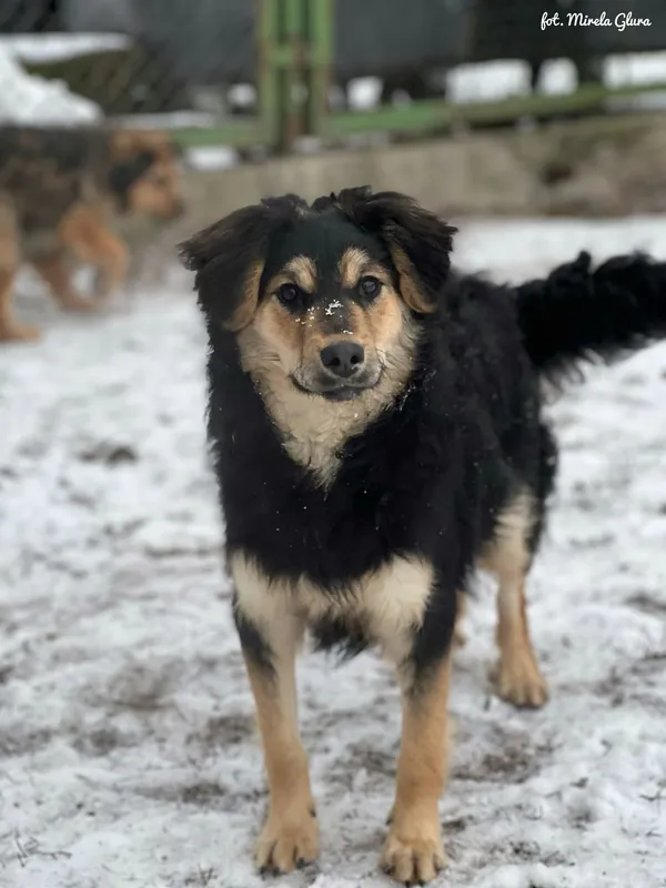 Pies do adopcji, Bydgoszcz, 14 stycznia 2026 (4/5)