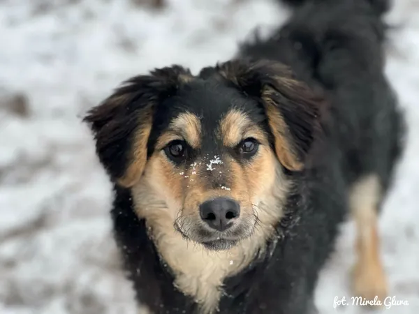 Pies do adopcji, Bydgoszcz, 14 stycznia 2026 (5/5)