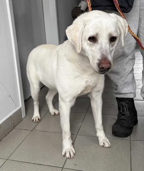 Znaleziono psa, Lublin, 14 stycznia 2026