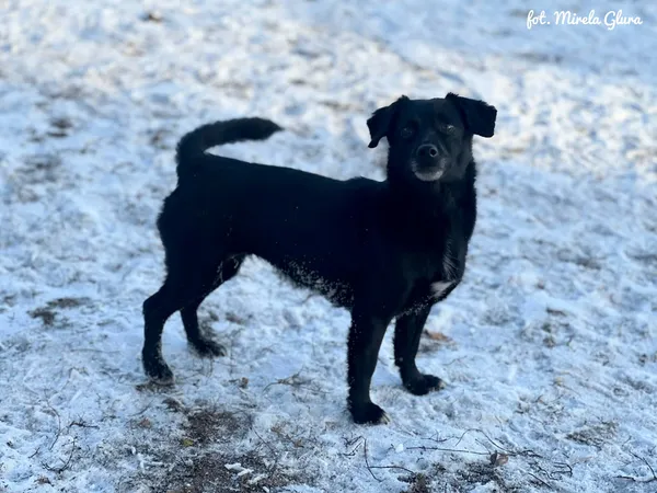 Pies do adopcji, Bydgoszcz, 14 stycznia 2026 (1/5)