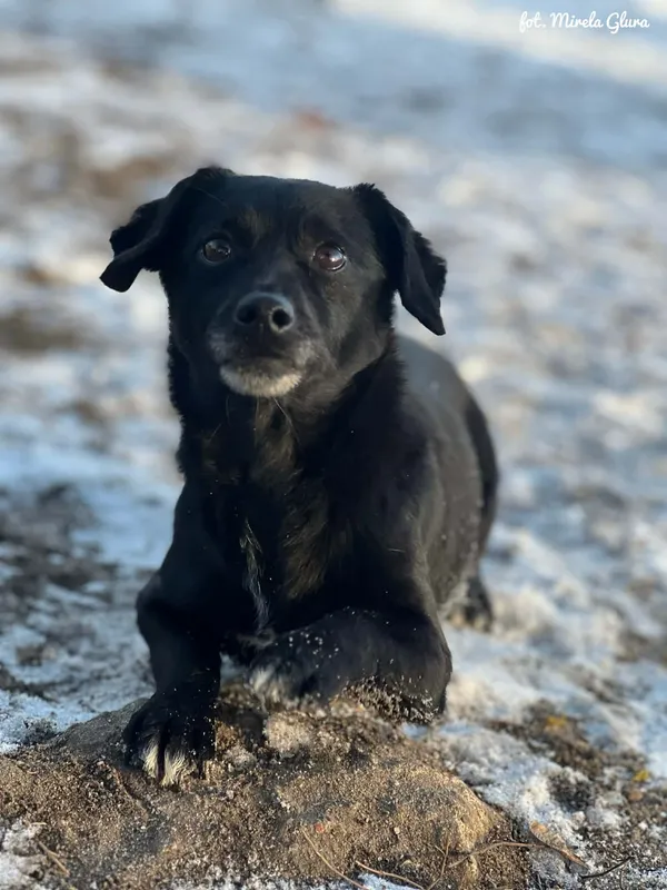 Pies do adopcji, Bydgoszcz, 14 stycznia 2026 (2/5)