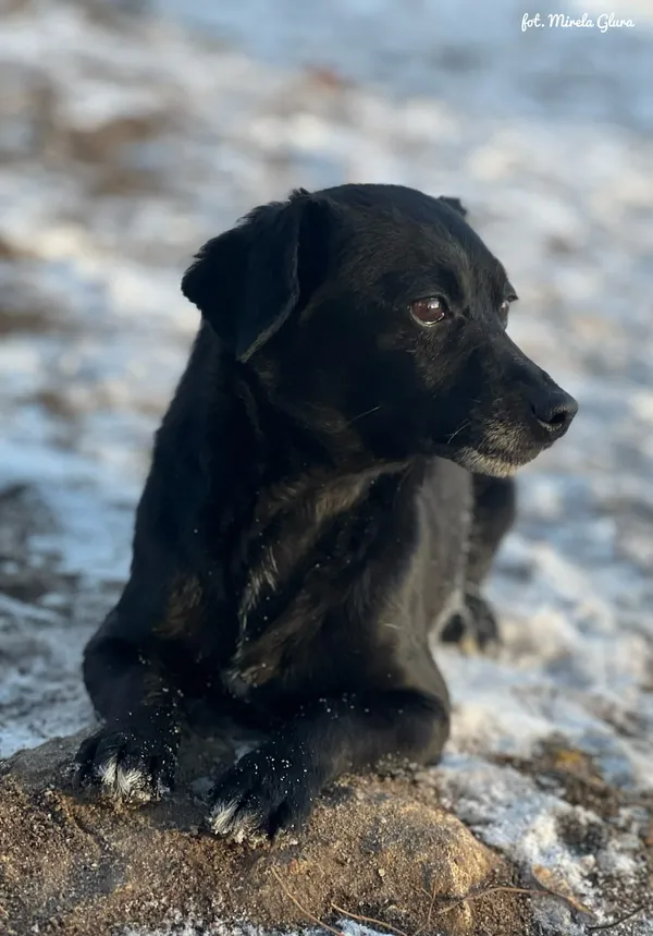 Pies do adopcji, Bydgoszcz, 14 stycznia 2026 (3/5)