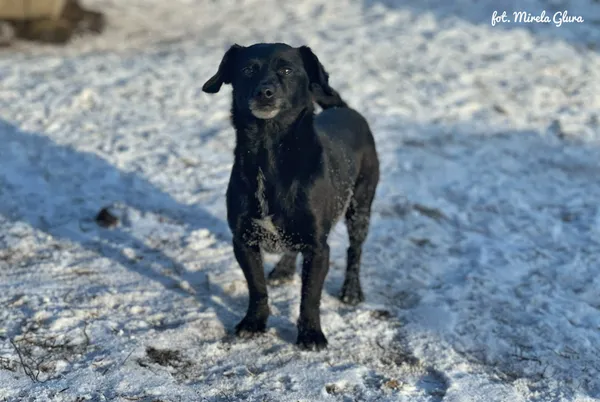 Pies do adopcji, Bydgoszcz, 14 stycznia 2026 (4/5)