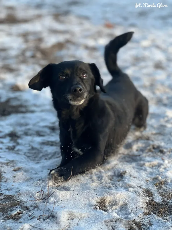Pies do adopcji, Bydgoszcz, 14 stycznia 2026 (5/5)