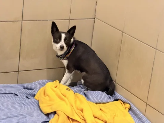 Pies do adopcji, Kraków, 31 grudnia 2025