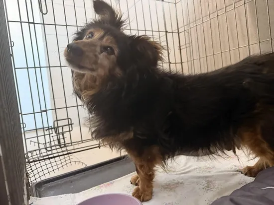 Pies do adopcji, Kraków, 31 grudnia 2025