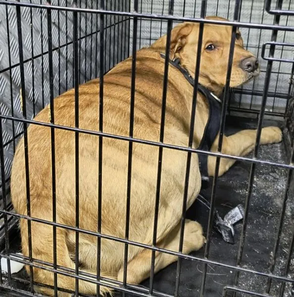 Znaleziono psa, Radom, 13 stycznia 2026