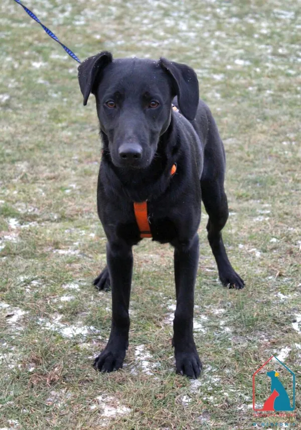 Pies do adopcji, Grudziądz, 30 grudnia 2025