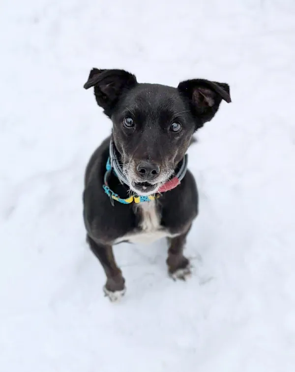 Pies do adopcji, Korabiewice, 14 stycznia 2026 (1/2)