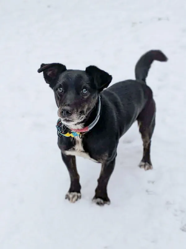 Pies do adopcji, Korabiewice, 14 stycznia 2026 (2/2)