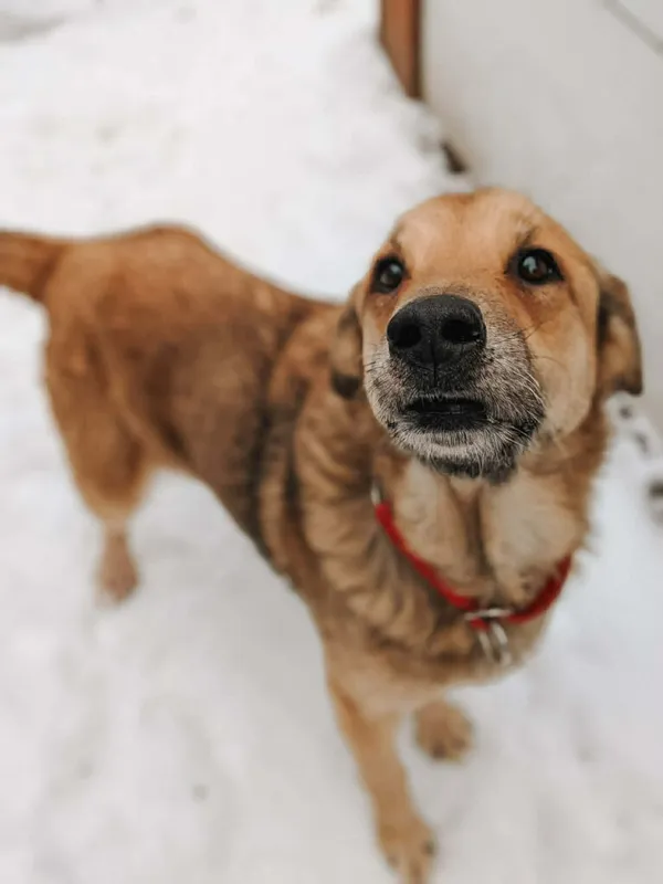 Pies do adopcji, Korabiewice, 14 stycznia 2026 (1/3)