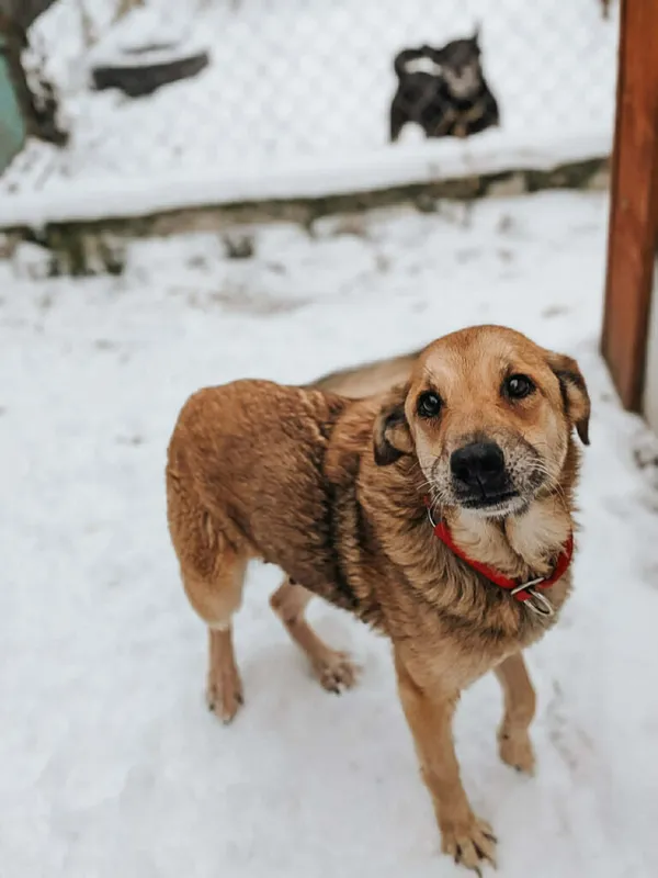 Pies do adopcji, Korabiewice, 14 stycznia 2026 (2/3)