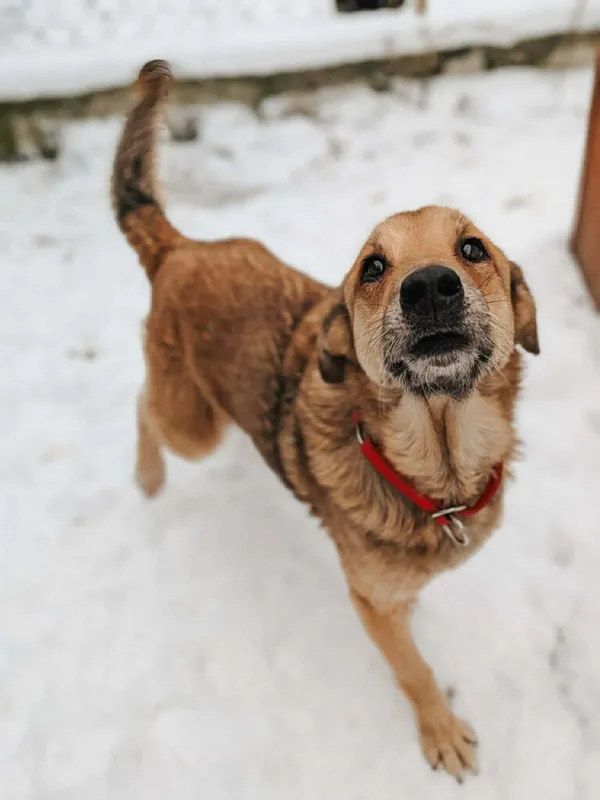 Pies do adopcji, Korabiewice, 14 stycznia 2026 (3/3)