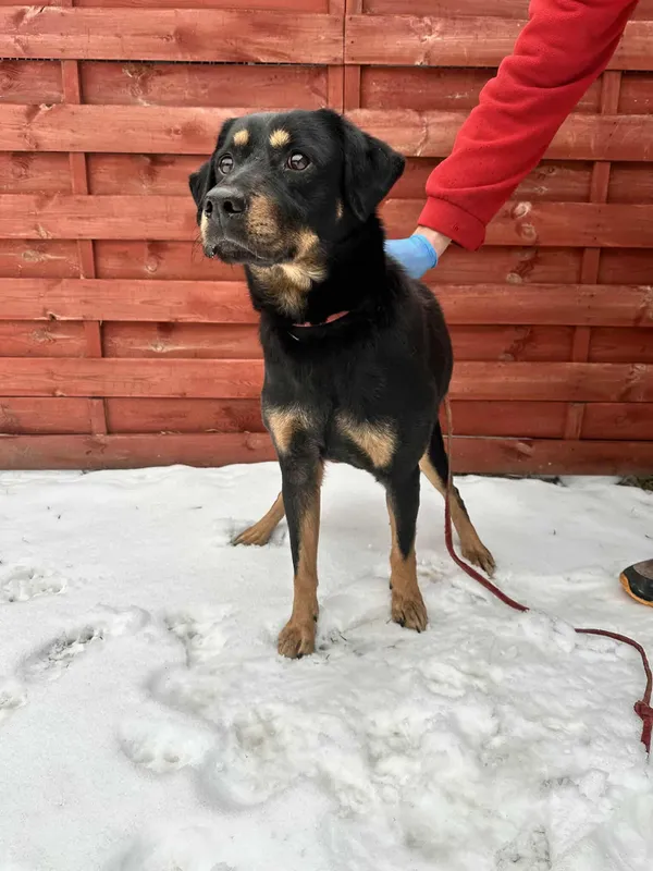 Znaleziono psa, Czartki, 14 stycznia 2026