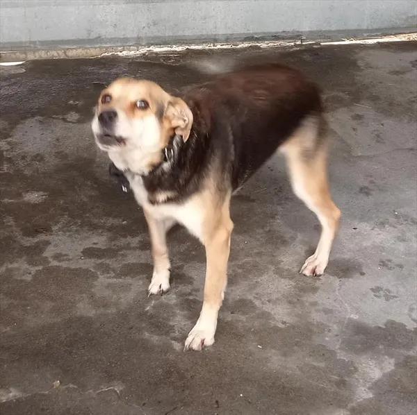 Pies do adopcji, Racibórz, 13 stycznia 2026