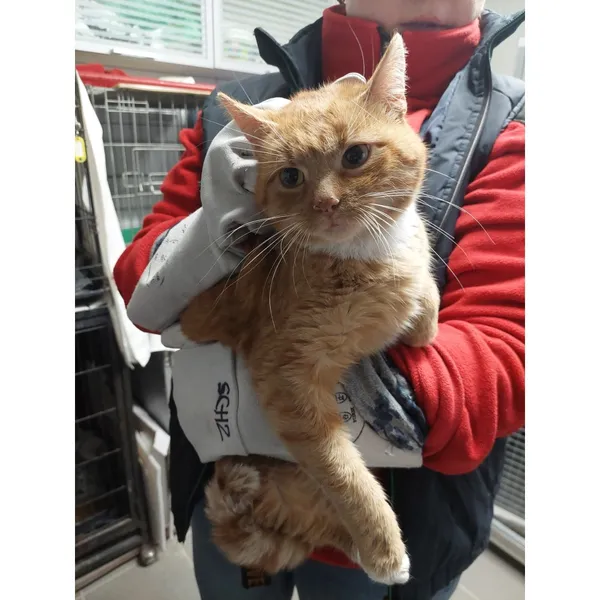 Znaleziono kota, Białystok, 12 stycznia 2026