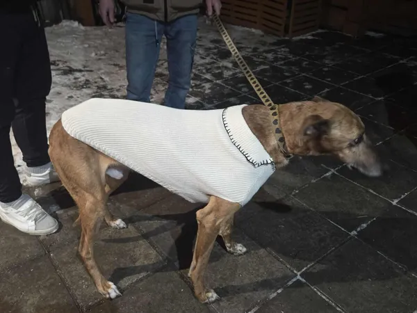 Pies do adopcji, Zgierz, 14 stycznia 2026 (5/5)