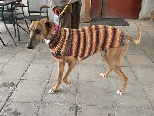 Pies do adopcji, Zgierz, 14 stycznia 2026 (2/5)