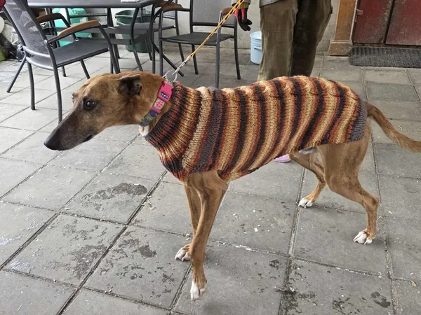 Pies do adopcji, Zgierz, 14 stycznia 2026 (3/5)