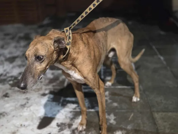 Pies do adopcji, Zgierz, 14 stycznia 2026 (4/5)