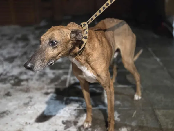 Pies do adopcji, Zgierz, 14 stycznia 2026 (5/5)