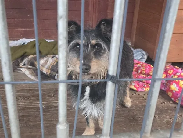 Pies do adopcji, Gorzów Wielkopolski, 10 stycznia 2026