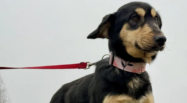 Pies do adopcji, Pieczyska, 15 stycznia 2026 (1/5)