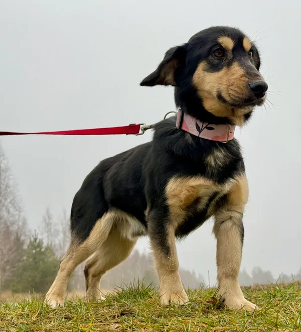 Pies do adopcji, Pieczyska, 15 stycznia 2026 (2/5)