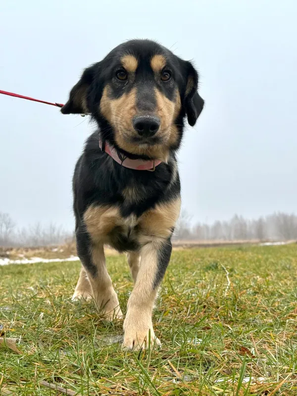 Pies do adopcji, Pieczyska, 15 stycznia 2026 (4/5)