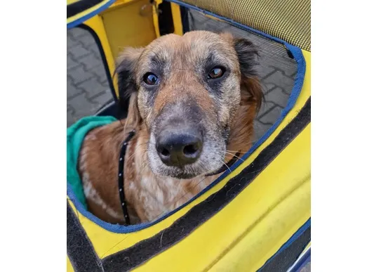 Pies do adopcji, Wrocław, 14 stycznia 2026