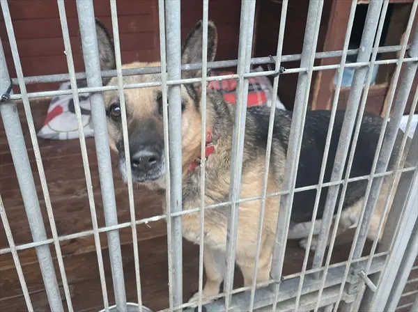 Pies do adopcji, Gorzów Wielkopolski, 11 stycznia 2026