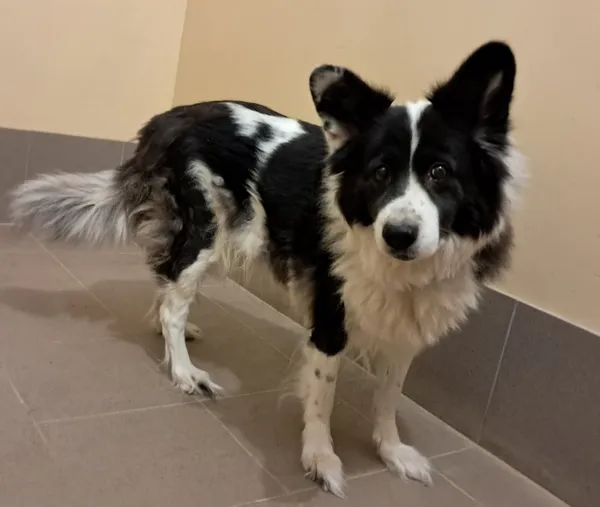 Pies do adopcji, Olsztyn, 27 grudnia 2025