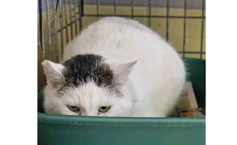 Kot do adopcji, Wrocław, 5 stycznia 2026