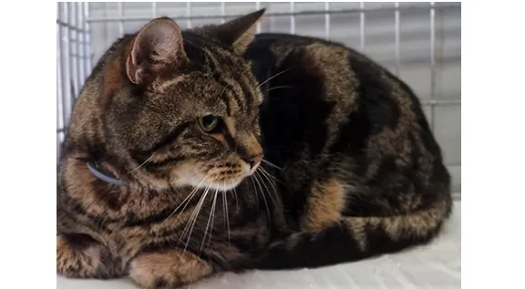 Kot do adopcji, Wrocław, 10 stycznia 2026