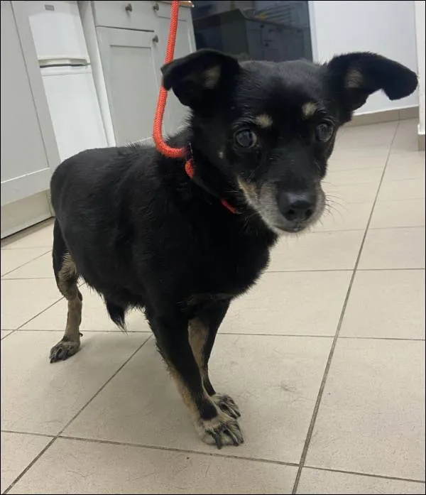 Znaleziono psa, Grudziądz, 15 stycznia 2026