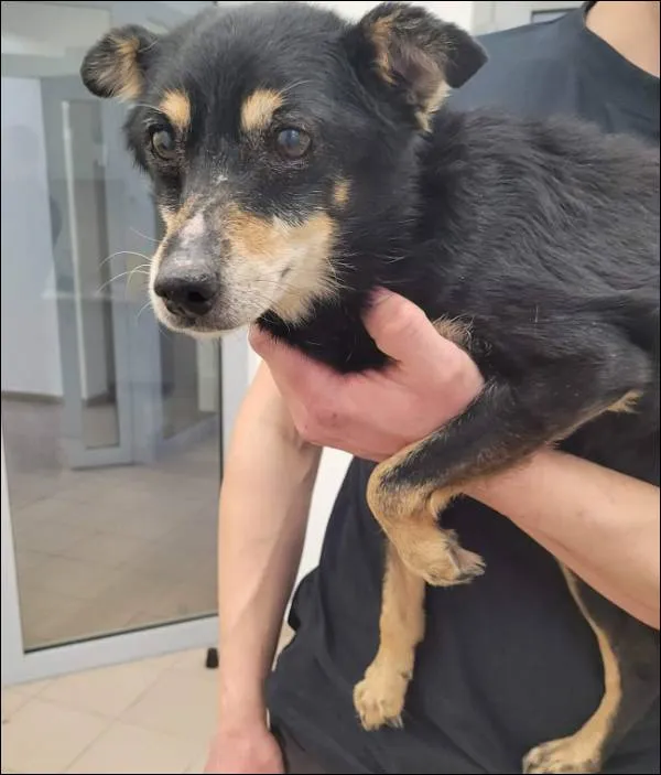 Znaleziono psa, Grudziądz, 15 stycznia 2026