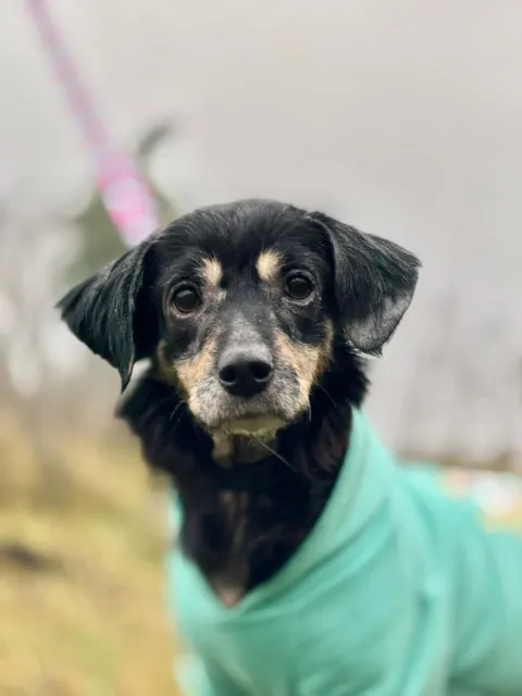 Pies do adopcji, Piła, 30 listopada 2025 (1/5)