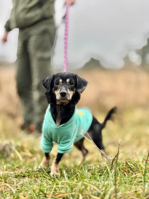 Pies do adopcji, Piła, 30 listopada 2025 (3/5)