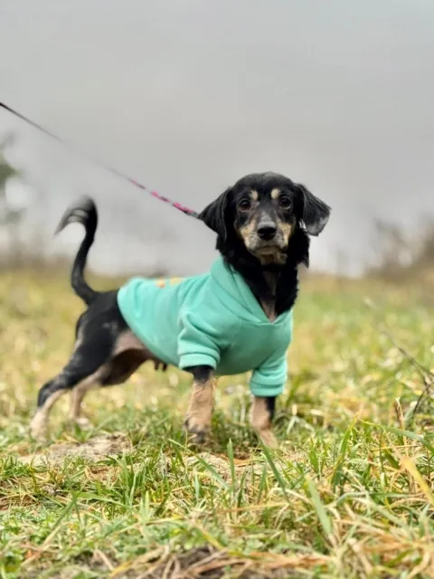 Pies do adopcji, Piła, 30 listopada 2025 (4/5)