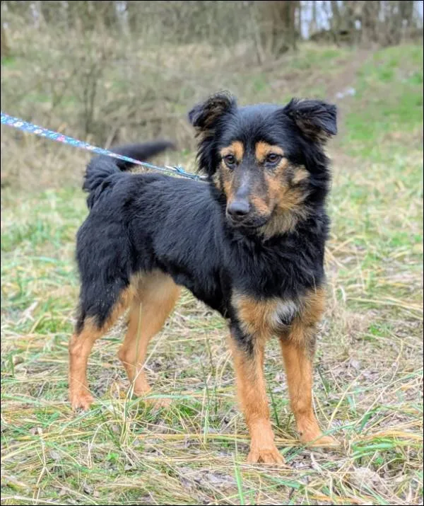 Znaleziono psa, Grudziądz, 6 października 2025