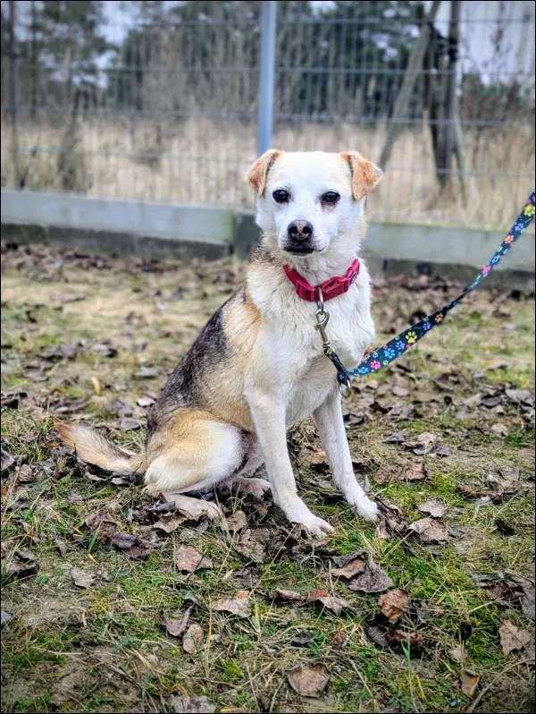 Znaleziono psa, Grudziądz, 12 października 2025