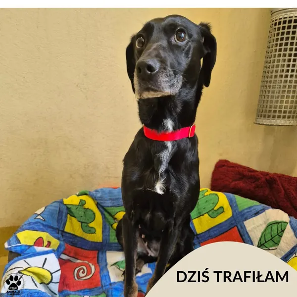 Znaleziono psa, Gdynia, 10 stycznia 2026