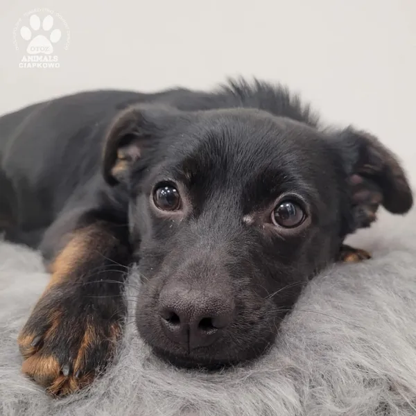 Pies do adopcji, Gdynia, 15 stycznia 2026 (2/4)
