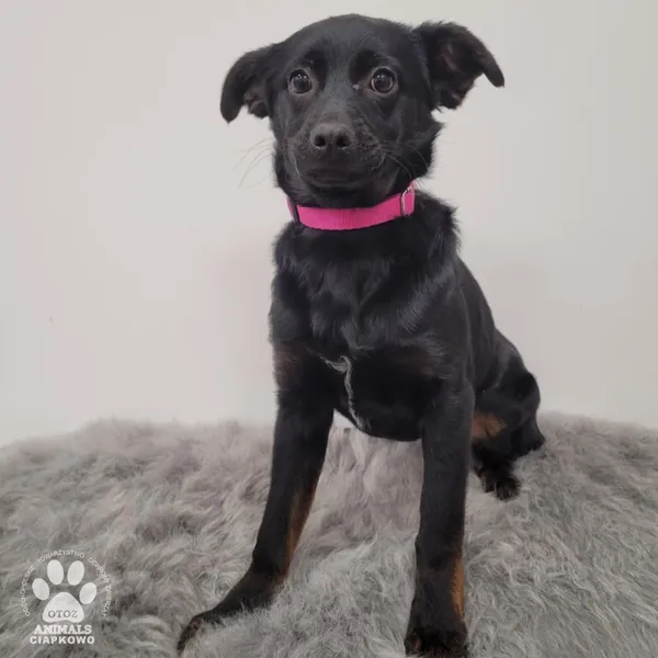 Pies do adopcji, Gdynia, 15 stycznia 2026 (4/4)