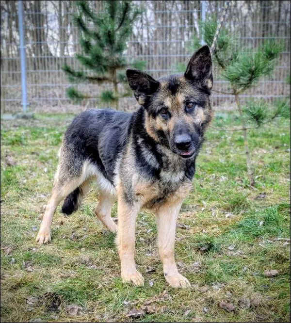 Znaleziono psa, Grudziądz, 12 listopada 2025