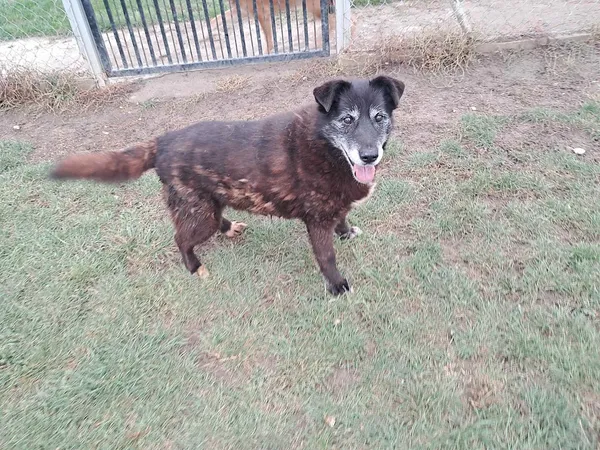 Znaleziono psa, Tatary, 15 stycznia 2026 (2/4)