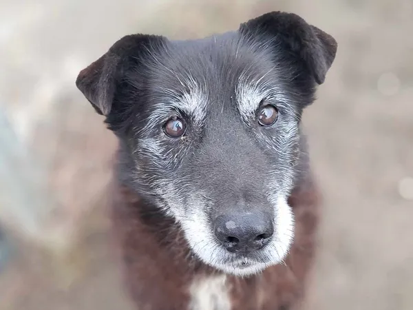 Znaleziono psa, Tatary, 15 stycznia 2026 (3/4)