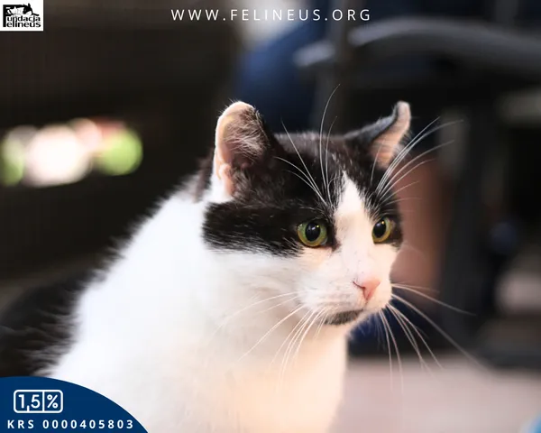 Kot do adopcji, Kraczkowa, 16 stycznia 2026 (3/5)