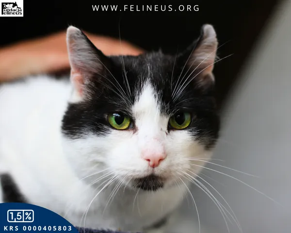 Kot do adopcji, Kraczkowa, 16 stycznia 2026 (4/5)