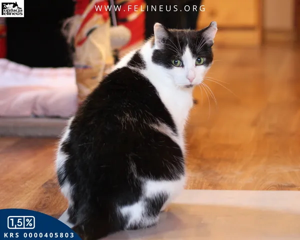 Kot do adopcji, Kraczkowa, 16 stycznia 2026 (5/5)